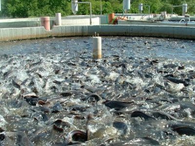 رشد ۲۹۰ درصدی تولیدات بخش شیلات استان مرکزی در دولت سیزدهم