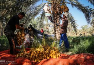 خرمای ایران به چه کشورهایی صادر میشود؟