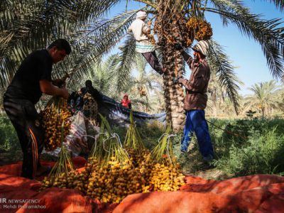 خرمای ایران به چه کشورهایی صادر میشود؟