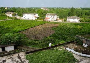 تبدیل مزارع چای شمال به ویلا