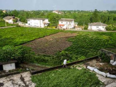 تبدیل مزارع چای شمال به ویلا