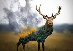 ضجه های عروس سوخته زاگرس در جهان پیچید