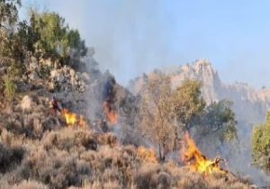 جنگل های کهنسال فارس قربانی دست های آلوده