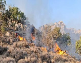 جنگل های کهنسال فارس قربانی دست های آلوده